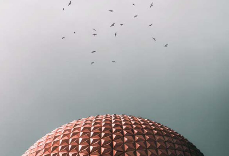 birds