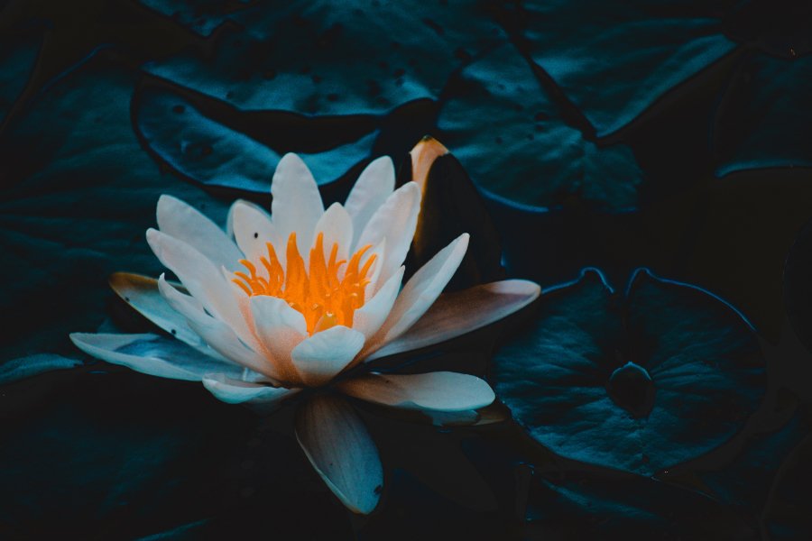 lotus1